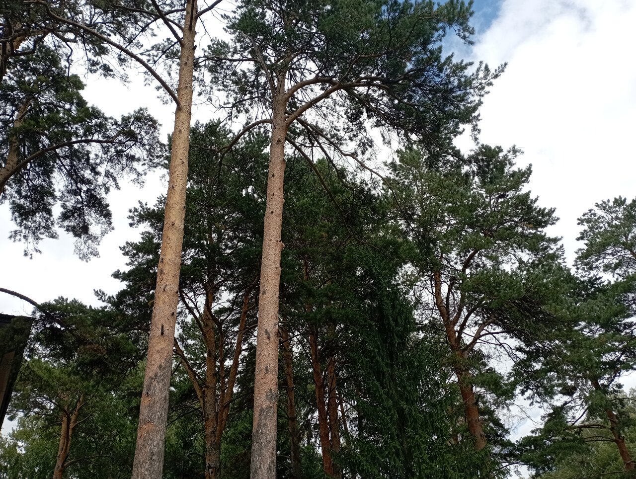 Гостиница Сосновый бор Новосибирск-28