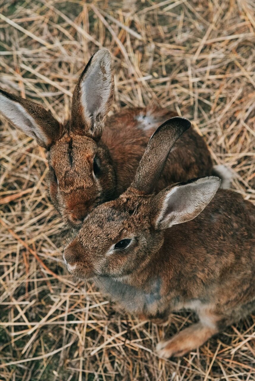 Гостиница Сосновый бор Новосибирск-144