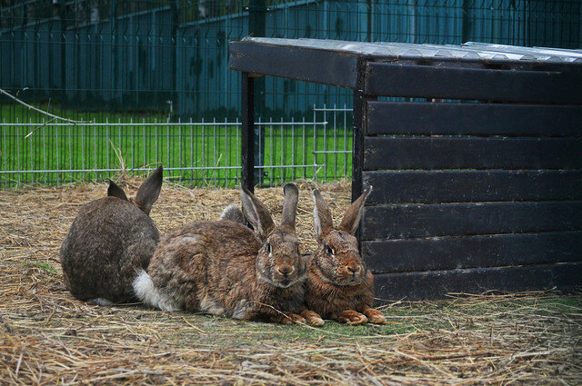 Гостиница Сосновый бор Новосибирск-14