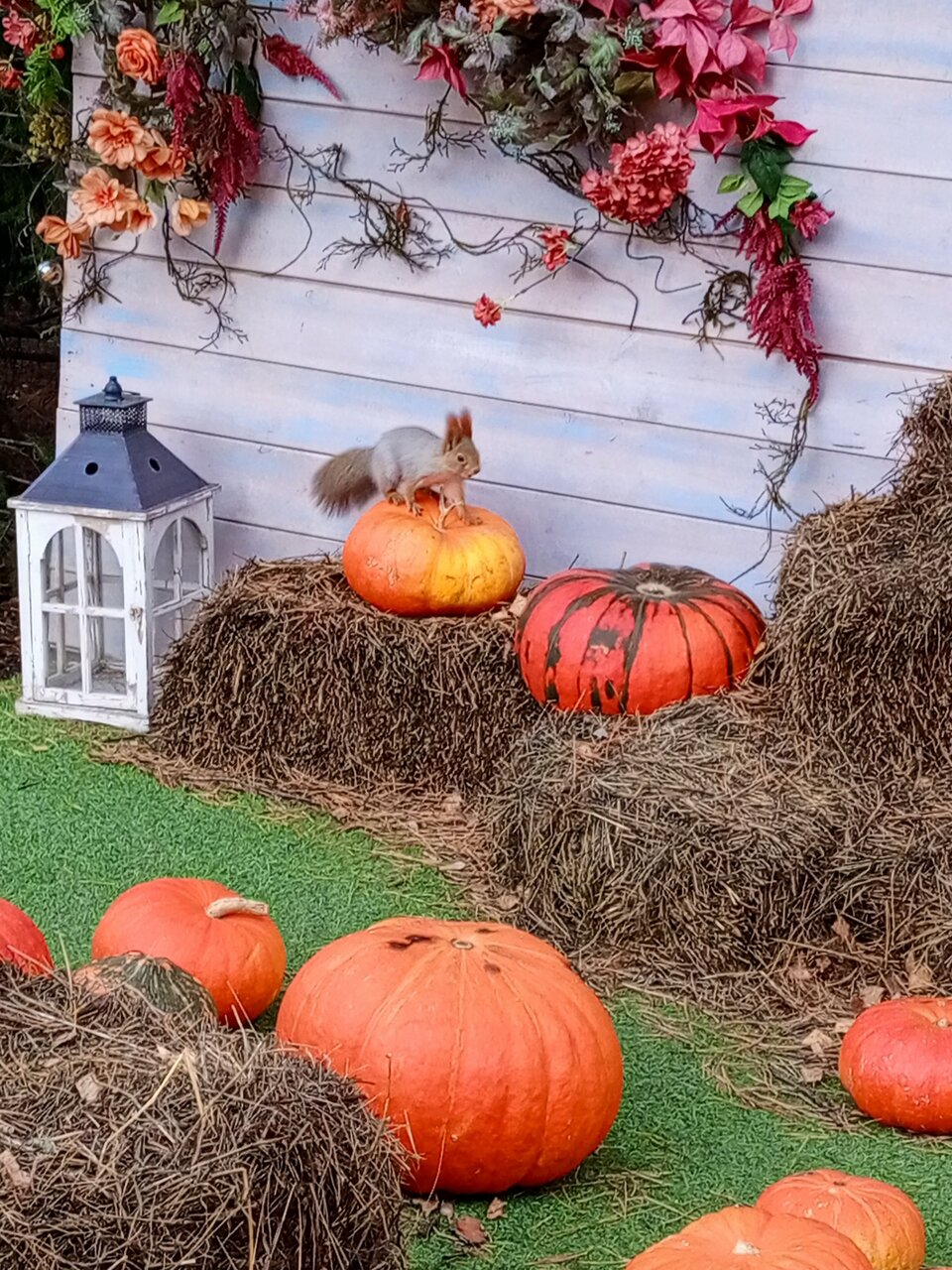 Гостиница Сосновый бор Новосибирск-79