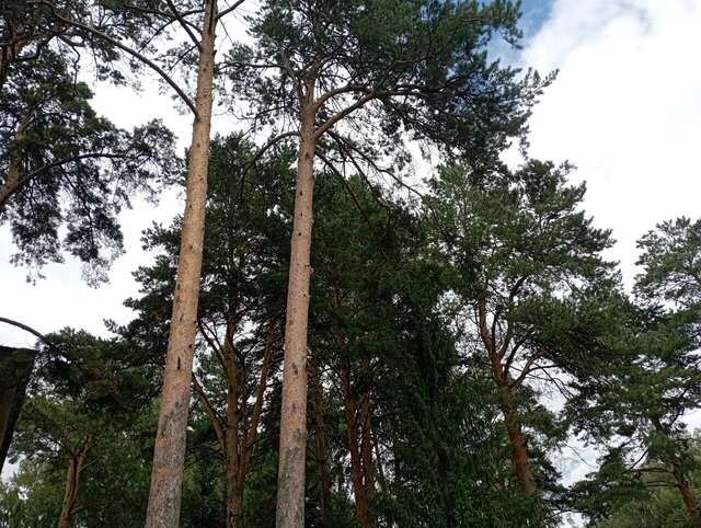 Гостиница Сосновый бор Новосибирск-27