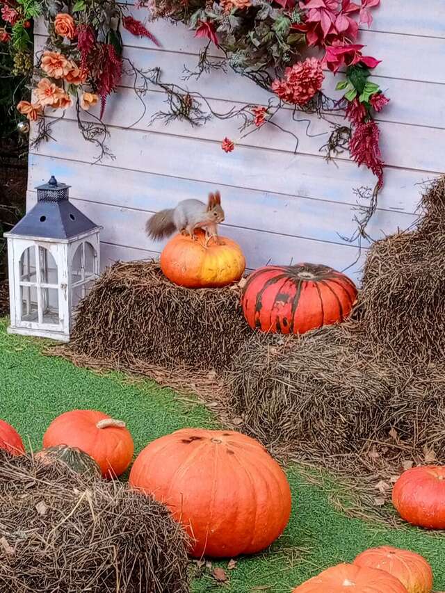 Гостиница Сосновый бор Новосибирск-78